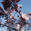 43 Blume